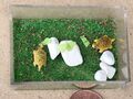 2 Schildkröten in einem Gehege Tumdee im Maßstab 1:12 Puppenhaus Miniatur Garten Haustier