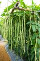 SAMEN Neue Gemüse Samen - Meterbohne unglaublich  so lange Bohnen schnellwüchsig