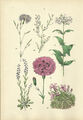1884 Alter kolorierter Farbdruck Antique Botanical Print Botanik Seifenkraut