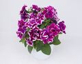 Gefüllte Petunie "Marisco Bally Lilac" purple-weiß - Prächtige Blüten