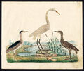 Seltener antiker Vogeldruck - GROSSARTIGER REIHER - SCHWARZ GEKRÖNTER NACHTREIHER - Strack-1819