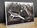 Nachtreiher oder Qua Bird John Audubon Leinwanddruck Kunst Wand gerahmt oder nur gedruckt