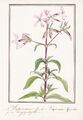 Saponaria officinalis Seifenkraut Blume botany Aquarell watercolor drawing 1830