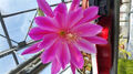 Epiphyllum 22 Roya Rose (Rosa) Stecklinge Mit Wurzel Cactus Anhänger 1 Und 6 CM