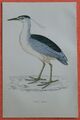 NIGHT  HERON  Nachtreiher Reiher  Lithographie  1860  F. O.  Morris Ornithologie