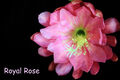 Epiphyllum Epicactushybride, Blattcactus  Pflanze 'Royal Rose'
