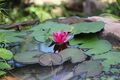 Seerose rot Burgundi Zwergseerose für den Gartenteich Teich Filterpflanzen Deko