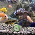 aquarium zubehör ,hackern für Gurke ,salat,karotten Für Fische Und Schneken