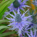 Garten-Mannstreu Big Blue - Eryngium zabelii