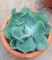 Agave Rosa Dicker Ssp Baja Potatorum Nana Pflanze Sukkulenten Cactus Echeveria