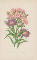 Seifenkraut Kornrade Blumenmotiv Antik Anne Pratt LITHOGRAFIE von 1905