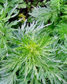 1000 Samen Artemisia annua, Chinesischer Beifuß