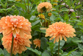 Dahlien orange dream, orange Blüte mit hellen Spitzen  bis 130cm groß