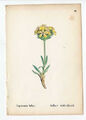 Alpenpflanze-Saponaria lutea-Gelbes Seifenkraut-Lithographie 1856 Blume-Pflanze