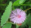 200 Samen Echte Mimose -Mimosa Pudica-  Lebende Pflanze