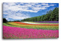 Wandbild Blumenwiese mit vielen Farben wie ein Regenbogen (pink, gelb, rot, wei