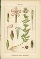 Lithographie : Seifenkraut, Silene saponaria. 1. Gänsefuss, Chenopodium stramoni