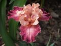 Schwertlilie / Iris " Calypso Heat Wave "