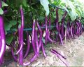 30 Samen Aubergine Lange violette Auberginen frühe Sorte Long Purple max 40cm