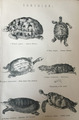 Antiker Druck Schildkröte gewöhnliche Box Schildkröten & essbare Schildkröte C1870er Gravur