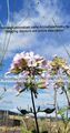 Saponaria officinalis, Common soapword, Seifenkraut, 250 seeds, samen, 🦋 