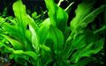 Echinodorus bleheri - 4X die große Amazonas-Schwertpflanze, auch für Barsche