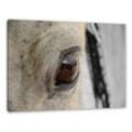 Pixxprint Leinwandbild schöne liebevolle Pferdeaugen