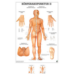 Körperakupunktur II Mini-Poster Anatomie 34x24 cm medizinische Lehrmittel