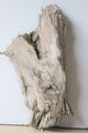 Treibholz Schwemmholz Driftwood 1 knorrige Skulptur Basteln  32 cm **330**