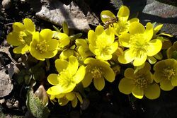100+ Samen Winterlinge Eranthis hyemalis gelb(05/2022) zum Verwildern Frühblüher