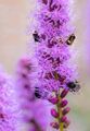 Zwiebeln Riesen-Prachtscharte Bienen  Blumenzwiebeln winterhart schnellwüchsig