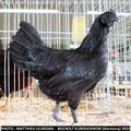 10 + 1 min. Bruteier Ayam Cemani 