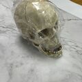 Halloween Menschlicher Schädel Skelett Kopf 1:1 Realistische Replik Prop Modell