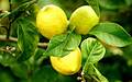 Citrus limon lunario - Echter Zitronenbaum - Vier-Jahreszeiten-Zitrone Obstbaum
