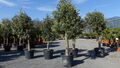 Olivenbaum Olive 170 - 180 cm beste Qualität Olea Europaea Arbequina winterhart