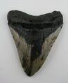 Megalodon Haizahn  Hai  fossiler Zahn  verteinert