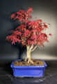 Bonsai, Roter Fächerahorn "deshojo", ca. 18 Jahre, Höhe 46 cm