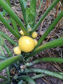 5 Samen Zucchini gelb, rund, ertragreich, aus biologischem Anbau