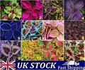 Coleus House Pflanzensamen seltene exotische Regenbogen gemischte Farben Auswahl - UK