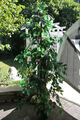 Ficus Benjamini Kunstpflanze Kunstbaum 170 cm mit Naturstamm mehrstämmig