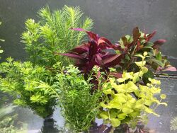 !! ANGEBOT !!  50 Aquariumpflanzen Bunter Mix Wasserpflanzen Pflanze Aquarium