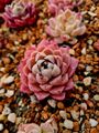 Echeveria Eisrose Sukkulente Pflanze