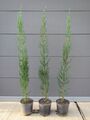 Cupressus sempervirens - Mittelmeerzypresse - Pflanze 80-100cm Toskana Zypresse