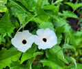 SUSIE WHITE EYE- SCHWARZÄUGIGE SUSANNE - THUNBERGIA ALATA - WEIß - 15 SAMEN