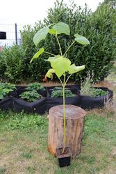 Paulownia Tomentosa, Kiribaum Blauglockenbaum, im 2. Jahr, neuer Austrieb 10cm