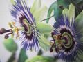 Passiflora caerulea - Passionsblume -  Winterharte Pflanze 20-40cm - Früchte