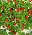 Immertragende Kletter-Erdbeere 2 Frigo Pflanzen Erdbeerpflanzen 