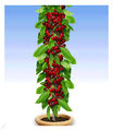 Säulen-Kirschen  'Stella', 1 Pflanze, Prunus avium