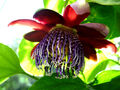 MARACUJA Passiflora  alata - Riesen-Granadilla, 10 Samen,Passionsfrucht, gelb