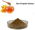 Propolis-Extrakt Hochwertiger Pulverextrakt KOSTENLOSER UND SCHNELLER VERSAND